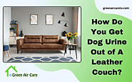 How Do You Get Dog Urine Out of A Leather Couch | San Antonio, TX