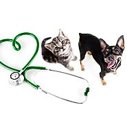 Why Is My Dog Not Eating?