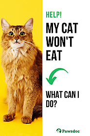 Why is my cat not eating? : Pawsdoc