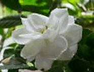 Patio Paver Calculator