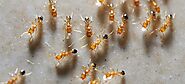 What are Pharaoh Ants ? Pharaoh Ants Control Services | Awesomepest