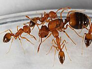 Characteristics of Pharaoh Ant-Pharaoh Ant Control Service| Awesomepest