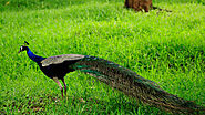 Mayiladumpara Peacock Sanctuary