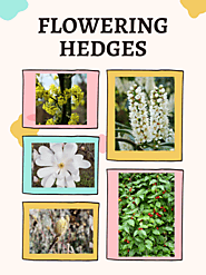 Best Flowering Hedges & Shrubs For Your Yard