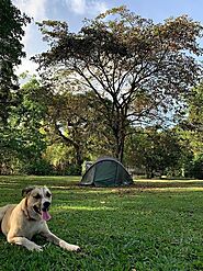 10 Dog-Friendly Camping Spots In Michigan That Will Amaze You