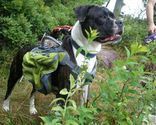 Best Backpack For Dogs Reviews - Tackk