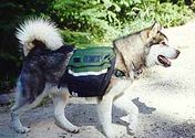 Best Backpack For Dogs Reviews (with image) · app127