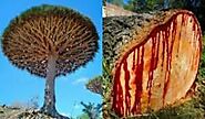 Dragons Blood Tree (Dracaena cinnabari)