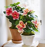 5 Best Flowers To Thank And Amaze Your Teacher - Retriev Info