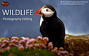 Website at http://www.slideshare.net/imagesolutions/image-editing-services-for-photographers-editing-wildlife-photogr...