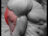 4 Exercises that hit all 3 Triceps Heads