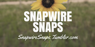 SNAPWIRE SNAPS