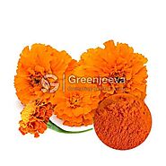 Best Marigold Extract Powder Suppliers | Bulk Marigold Extract Powder
