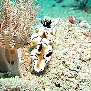 Muck Diving Komodo: Weird and Wonderful Creatures