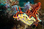 Nudibranchs
