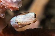 Pygmy Cuttlefish
