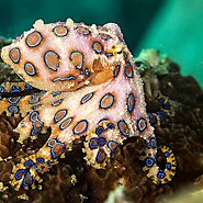 Blue Ringed Octopus