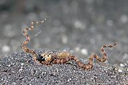 Wunderpus