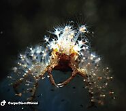 Decorator Crabs