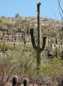Photography: Cactus Forest, Saguaro National Park, Arizona