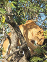 Photography: Lion in a Tree