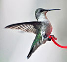 Are All Hummingbird Feeders The Same? Tips For Best Results