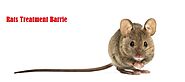 Rats Treatment Barrie - Rats Removal Barrie | Awesome Pest