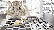 Website at https://www.awesomepest.ca/mice-control-barrie-mice-removal-barrie/