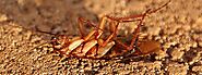 Cockroach Control Barrie - Cockroaches Extermination | Awesome Pest