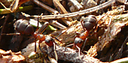 Website at https://www.awesomepest.ca/appearance-of-pavement-ants-pavement-ants-control-services/