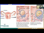 Fertilization & Embryonic Development NEET free video lecture by Dr. Singh Director Teaching Care