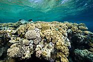 Great coral barrier (Australia)