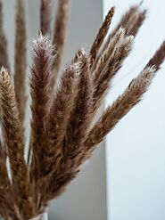 Buy Dried Pampas Grass Online India | Whispering Homes