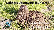Phoenix Arizona Gopher Rodent and Pest Control Exterminator Scottsdale Buckeye Avondale Goodyear AZ