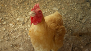 Ad of the Day: Reebok and a Plucky Chicken Urge You to 'Live Free Range'