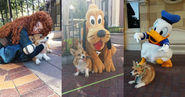 Corgi makes a lot of friends at Disney world, unsurprisingly