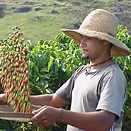 Organic And Fair Trade Coffee
