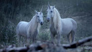 Why Don't We Have Unicorns Today? This Ballsy French Ad Explains Everything