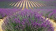 Website at https://agriculturereview.com/2021/01/lavender-farming-guide.html