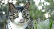 Feral Cat Shelter Options Gallery