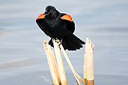 Top 10 Beautiful Orange and Black Birds - Devoted To Nature