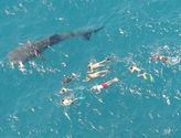Whale shark tourism boom expected in Western Australia