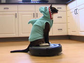 Shark Cat on Roomba