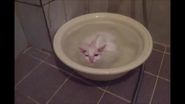 Bath Cat