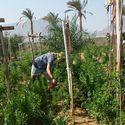 Habiba Organic Farm (HOF)
