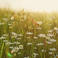 Advanced Medicine Exchange powered by CrowdPoint Technologies.