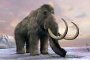 Woolly Mammoth