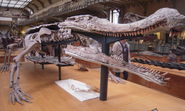 Sarcosuchus