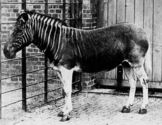 Quagga