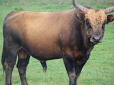 Aurochs